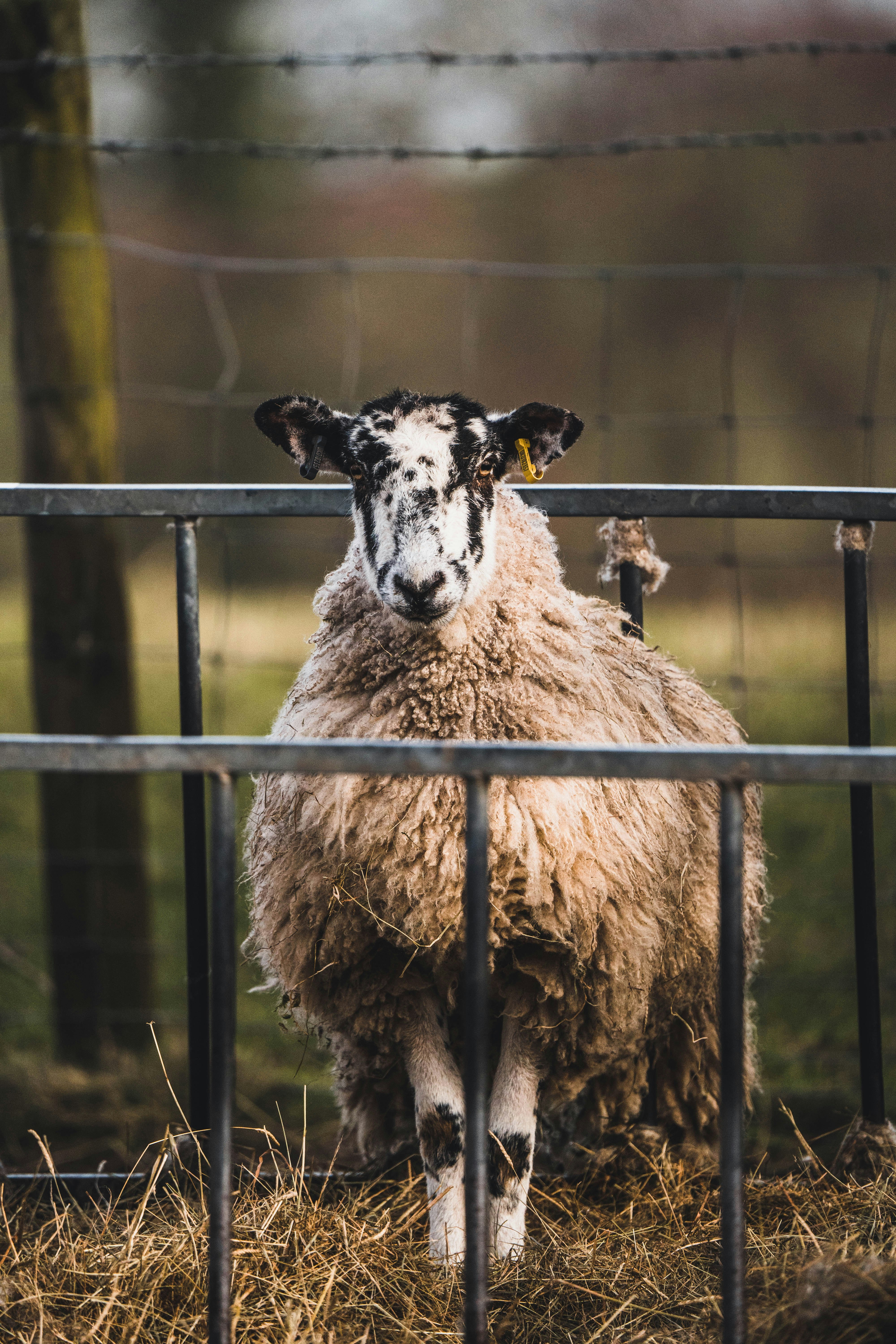 white and black sheep in cage